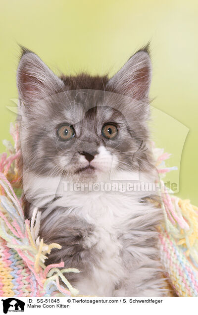 Maine Coon Kitten / SS-51845