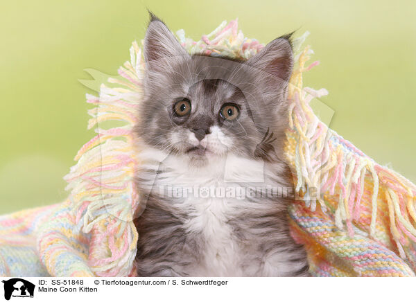 Maine Coon Kitten / SS-51848