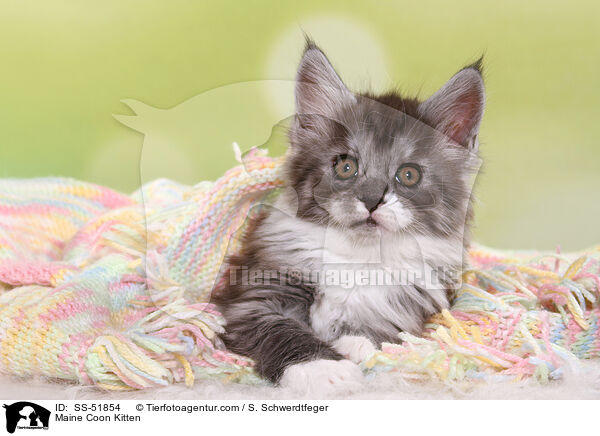 Maine Coon Kitten / SS-51854
