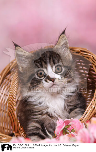 Maine Coon Kitten / SS-51861