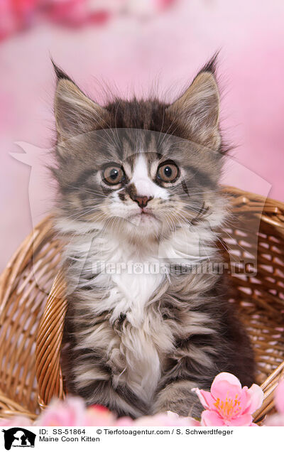 Maine Coon Kitten / SS-51864