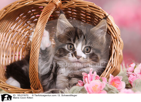 Maine Coon Ktzchen / Maine Coon Kitten / SS-51870