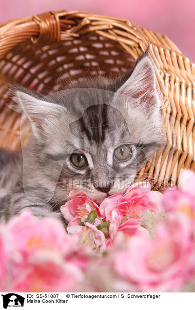 Maine Coon Ktzchen / Maine Coon Kitten / SS-51887