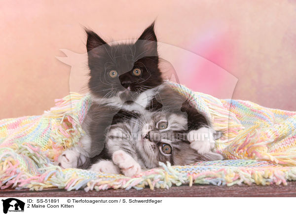 2 Maine Coon Ktzchen / 2 Maine Coon Kitten / SS-51891