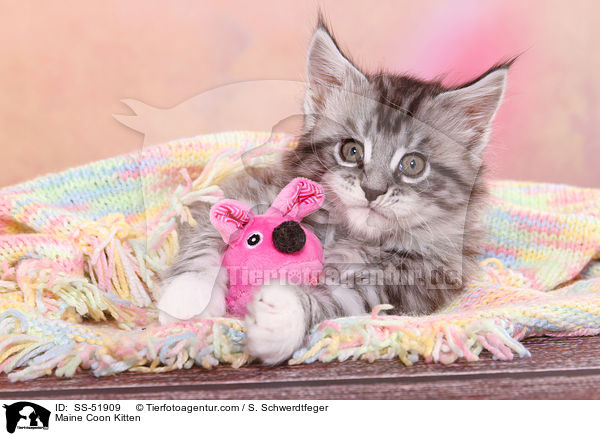 Maine Coon Ktzchen / Maine Coon Kitten / SS-51909