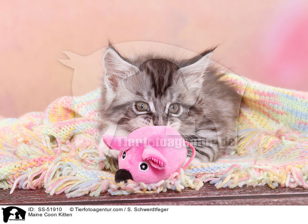 Maine Coon Ktzchen / Maine Coon Kitten / SS-51910