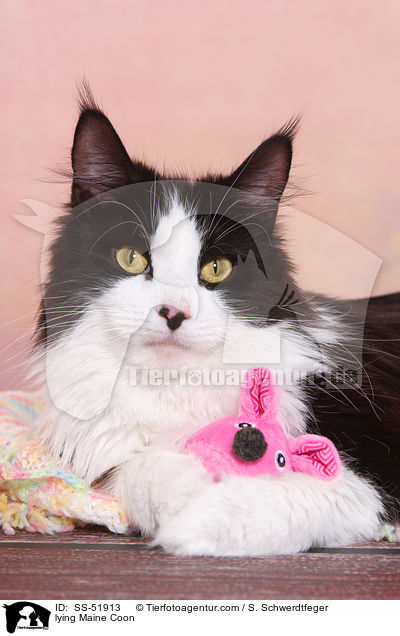 lying Maine Coon / SS-51913