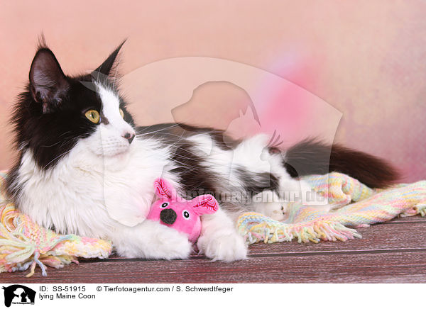lying Maine Coon / SS-51915