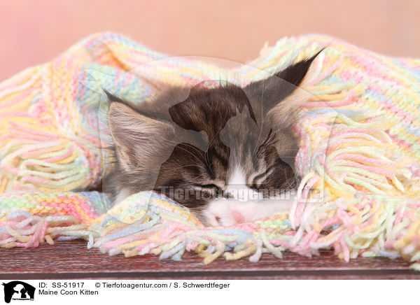 Maine Coon Kitten / SS-51917