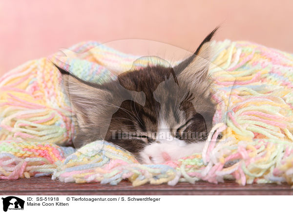 Maine Coon Kitten / SS-51918