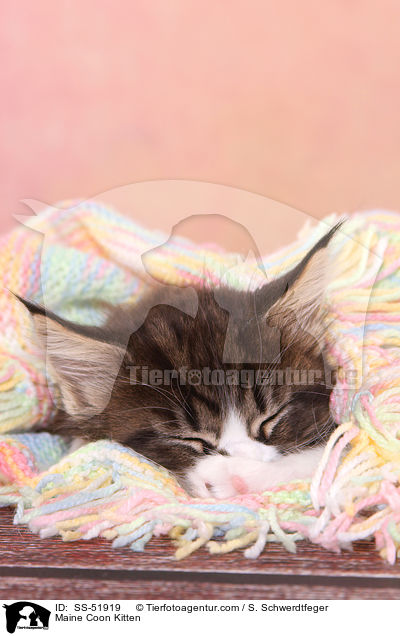 Maine Coon Kitten / SS-51919