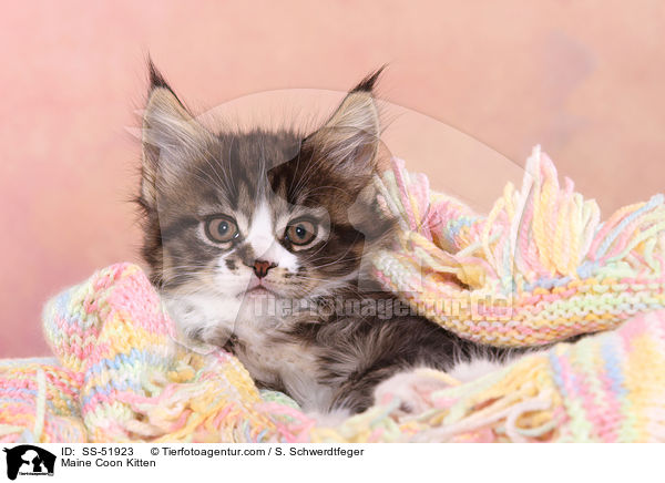 Maine Coon Kitten / SS-51923