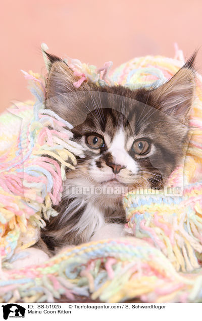 Maine Coon Kitten / SS-51925