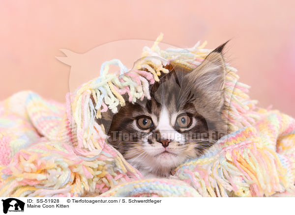 Maine Coon Kitten / SS-51928