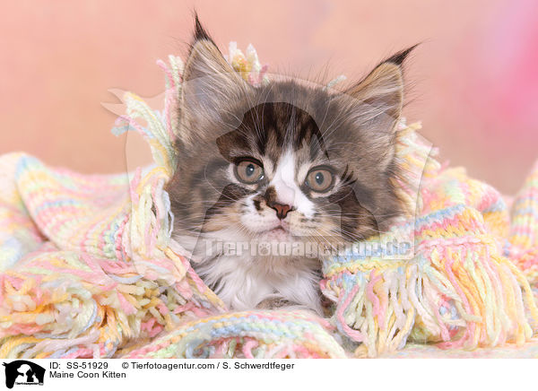 Maine Coon Kitten / SS-51929