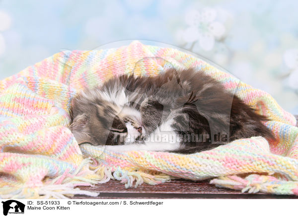 Maine Coon Kitten / SS-51933
