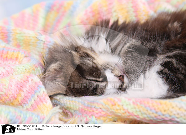 Maine Coon Kitten / SS-51934