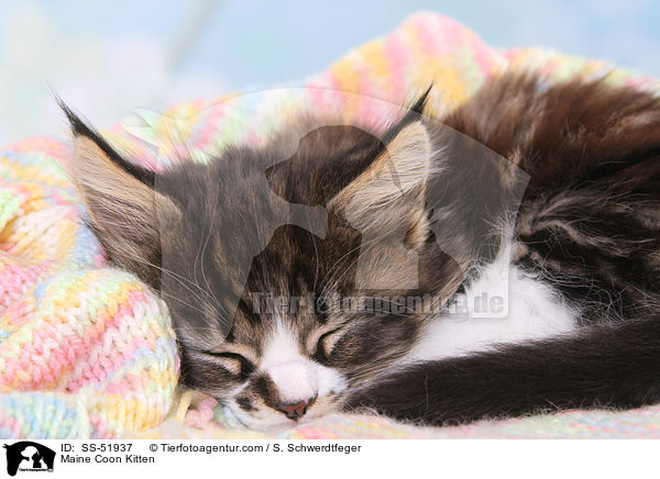 Maine Coon Kitten / SS-51937