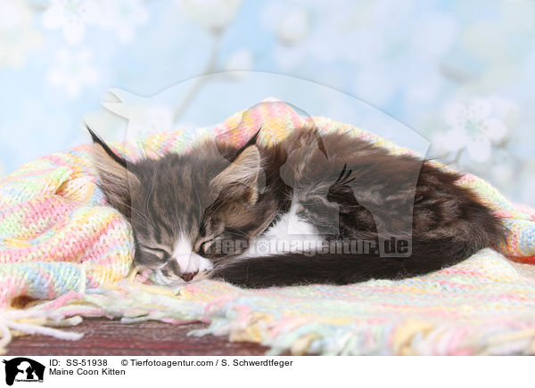 Maine Coon Kitten / SS-51938