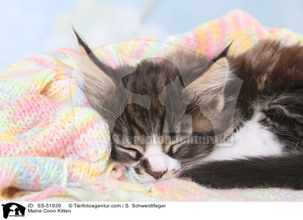 Maine Coon Kitten / SS-51939