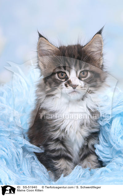 Maine Coon Kitten / SS-51940