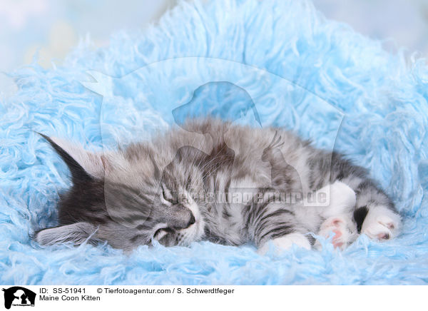 Maine Coon Kitten / SS-51941