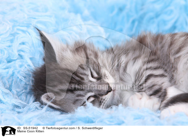 Maine Coon Kitten / SS-51942