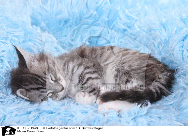 Maine Coon Kitten / SS-51943