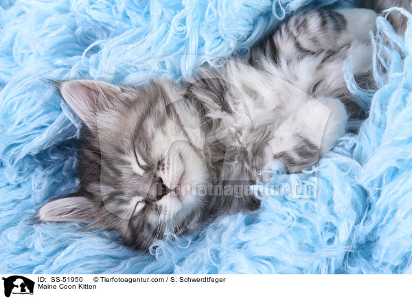 Maine Coon Ktzchen / Maine Coon Kitten / SS-51950