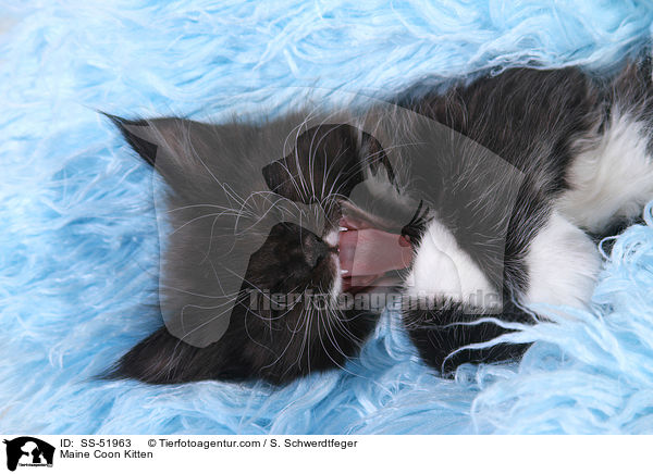 Maine Coon Ktzchen / Maine Coon Kitten / SS-51963