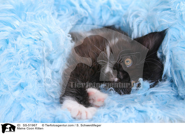 Maine Coon Kitten / SS-51967