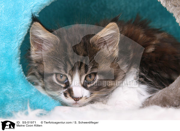 Maine Coon Kitten / SS-51971