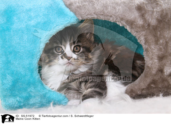 Maine Coon Kitten / SS-51972