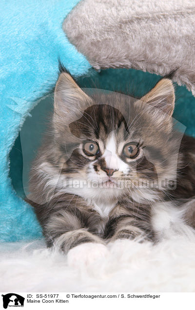 Maine Coon Kitten / SS-51977