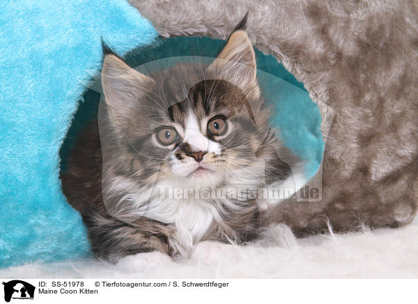 Maine Coon Ktzchen / Maine Coon Kitten / SS-51978