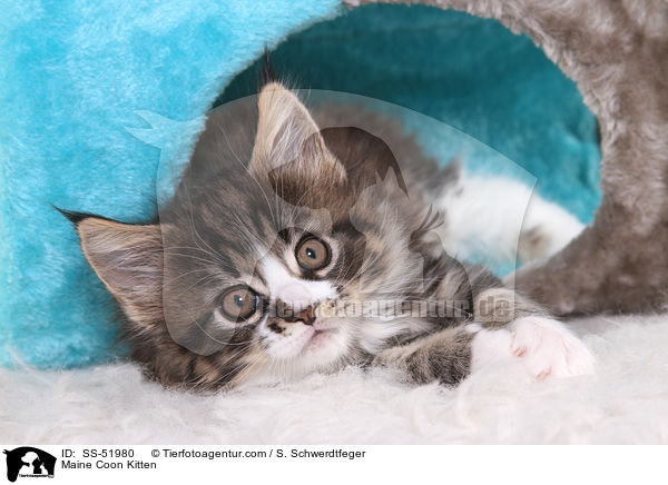 Maine Coon Kitten / SS-51980
