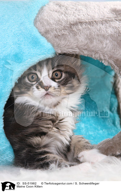 Maine Coon Kitten / SS-51982