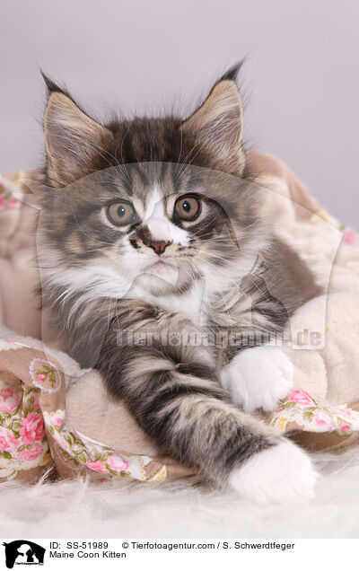Maine Coon Kitten / SS-51989