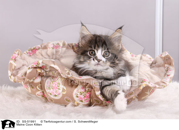 Maine Coon Kitten / SS-51991
