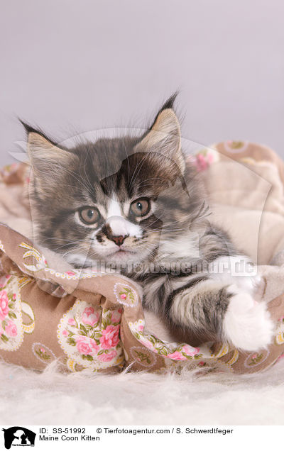 Maine Coon Kitten / SS-51992