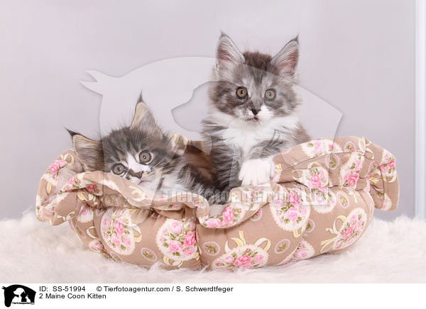 2 Maine Coon Kitten / SS-51994