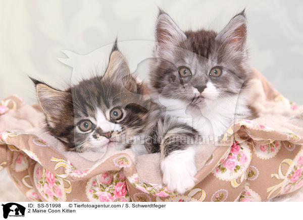 2 Maine Coon Kitten / SS-51998