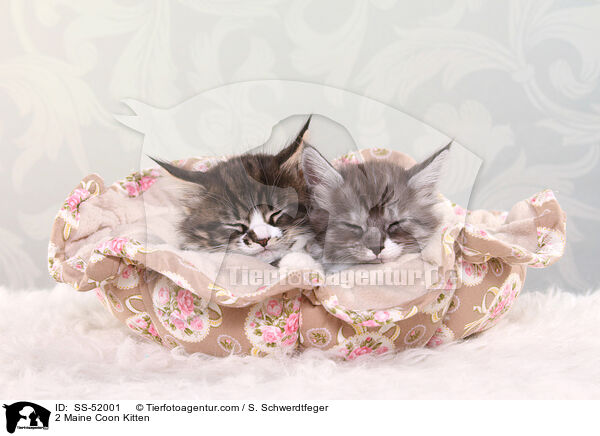 2 Maine Coon Kitten / SS-52001