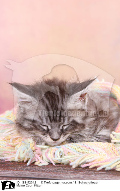 Maine Coon Ktzchen / Maine Coon Kitten / SS-52012