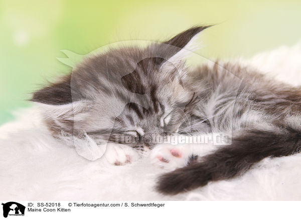 Maine Coon Ktzchen / Maine Coon Kitten / SS-52018