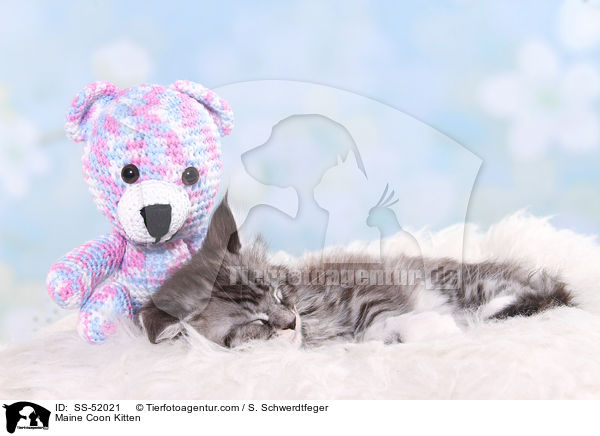 Maine Coon Ktzchen / Maine Coon Kitten / SS-52021