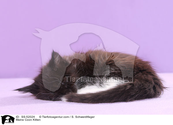 Maine Coon Kitten / SS-52024