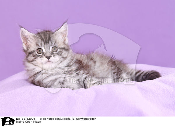 Maine Coon Ktzchen / Maine Coon Kitten / SS-52026