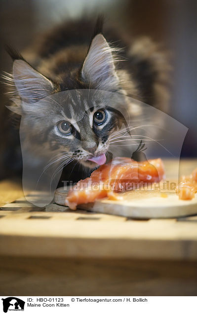 Maine Coon Ktzchen / Maine Coon Kitten / HBO-01123