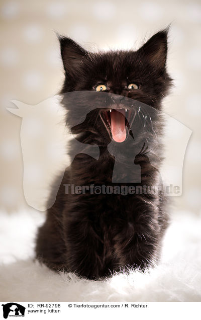 ghnendes Ktzchen / yawning kitten / RR-92798